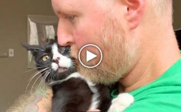 Guy Risks His Marriage For A Stray 3-Legged Cat