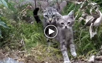 Family of Sick Homeless Kittens is Rescued from Life on the Streets