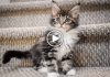 Maine Coon Molly Growing Up (2 Weeks – 1 Year)