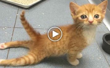 Paralyzed Kitten Runs Again!