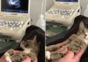 Cat Has Cutest Reaction To Finding Out She Is Having Babies