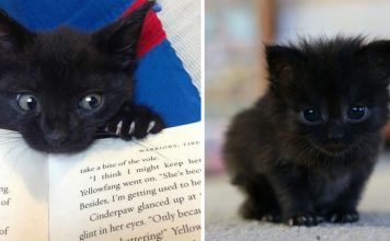 19 Reasons Why You Should Definitely Adopt A Black Cat