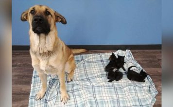 Stray Dog Found Curled Up In Snow Keeping Orphaned Kittens Warm