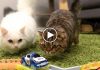 What Happens When You Build A Toy Race Track For Kitties