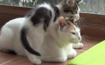 A Very Patient Mother Cat With 5 Crazy Active Kittens