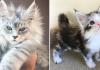 25+ Adorable Maine Coon Kittens That Will Grow Into Giant Floofs