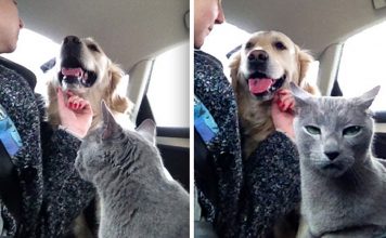 21+ Times Hoomans Wanted Cats And Dogs To Live Together…But It Didn’t Work Out As Planned