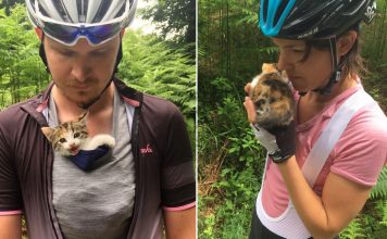 Stray Kitten Found On The Side Of The Road All Alone, Climbs On Cyclist’s Shoulder And Won’t Let Go