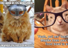 15+ Cat Pictures To Brighten Up Your Day