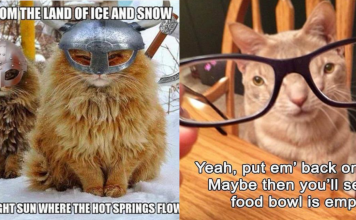 15+ Cat Pictures To Brighten Up Your Day