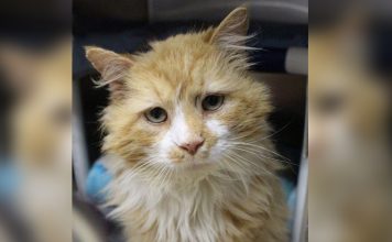 After A Family Abandons Him, Cat Walks Back 12 Miles Just To Be Rejected Again