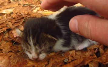 Cat Gave Birth to a Kitten Under a Chestnut Tree