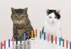 Cats And Dominos