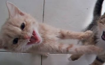These Lovely Kittens Are Very Cute But Also Extremely Noisy!