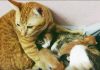 Father Cat Supports Mom Cat Giving Birth, Wins Hearts Everywhere