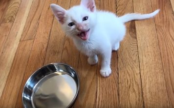 The Hangriest Kitten Ever