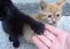 Meet the Kittens That Live Under a Concrete Slab