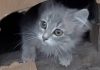 Kittens Want Breakfast