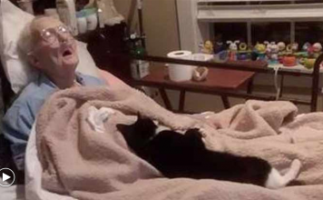 Loyal Cat Refuses To Leave Bedside Of Dying Grandma Who Raised her