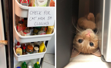 Meet Carrot, The Viral Cat That Will Make You Check Your Fridge Twice
