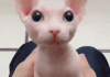 Cat Looks Like Beerus