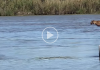 Wild Bobcat Makes This Huge Leap Over The River Seem Effortless And The Video Goes Viral