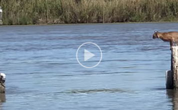 Wild Bobcat Makes This Huge Leap Over The River Seem Effortless And The Video Goes Viral