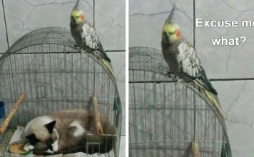 25+ Cats That Fell Asleep In The Weirdest Places