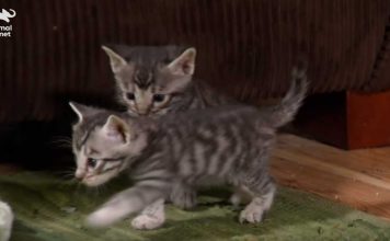 Adorable Toyger Kittens Prowling Their Suburban Jungle Home