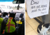 20+ Photos of Cats at Work
