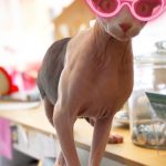 Maison de Moggy-1