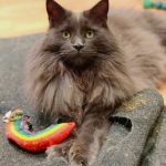 Maison de Moggy-10