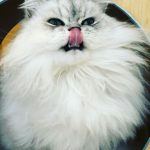Maison de Moggy-12