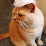 Maison de Moggy-2