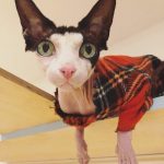 Maison de Moggy-28