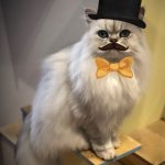 Maison de Moggy-30