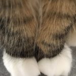 Maison de Moggy-4