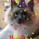 Maison de Moggy-4