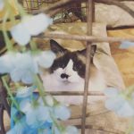 Maison de Moggy-5