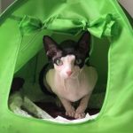 Maison de Moggy-6