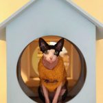 Maison de Moggy-7