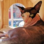 Maison de Moggy-7