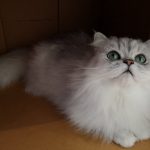 Maison de Moggy-8