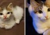 25+ Heartwarming Before And After Adoption Photos Of Cats