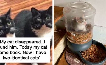 25 Hilarious Cat Snapchats That Will Make You Smile