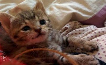Against All Odds, This Stray Kitten Survived And Won’t Stop Smiling Now