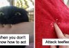 20+ Fascinating Cat ‘Teefies’ Photos