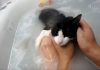 Meet Moo, The Adorable Cat Who Loves Taking A Bath With Her Human