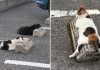 Someone Noticed That Cats Use Parking Bumpers As Pillows, And It’s Oddly Wholesome