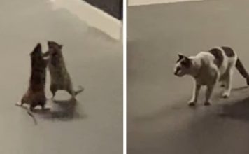 Woman Films Amusing Video Of A Cat Watching Two Rats Fight